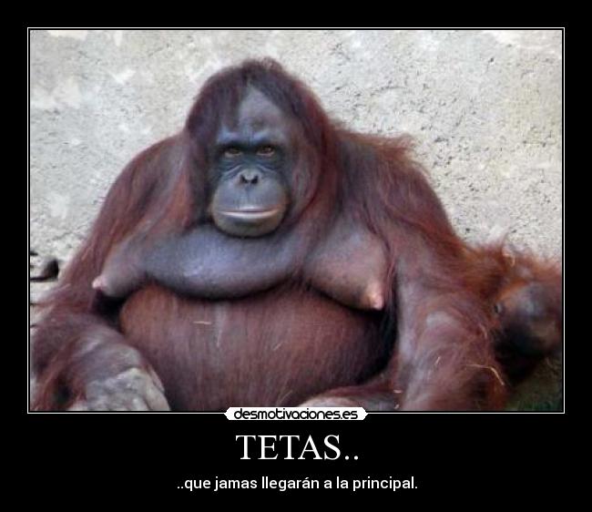 TETAS.. - ..que jamas llegarán a la principal.