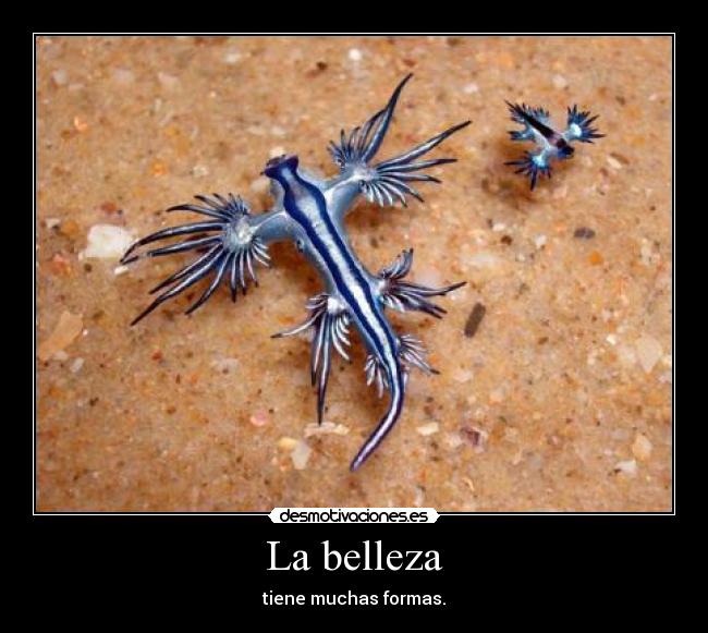 La belleza - tiene muchas formas.
