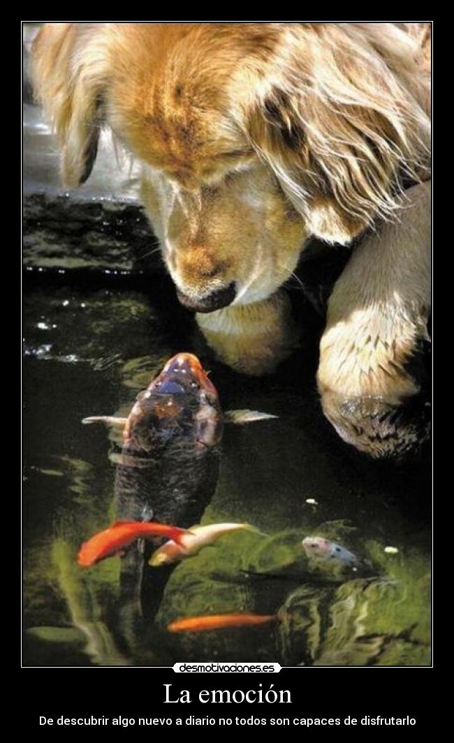 La emoción - De descubrir algo nuevo a diario no todos son capaces de disfrutarlo