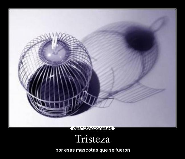 Tristeza - por esas mascotas que se fueron