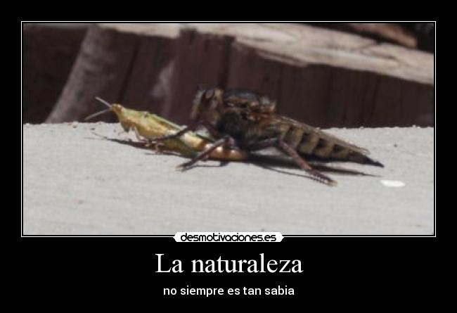 La naturaleza - no siempre es tan sabia