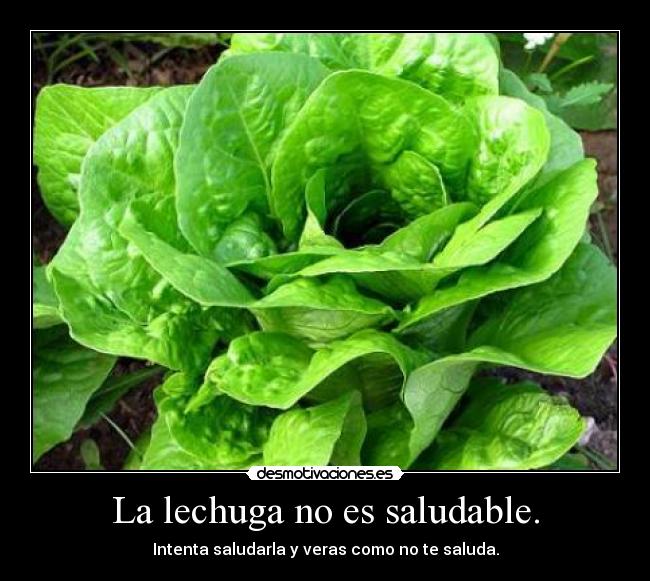 La lechuga no es saludable. -
