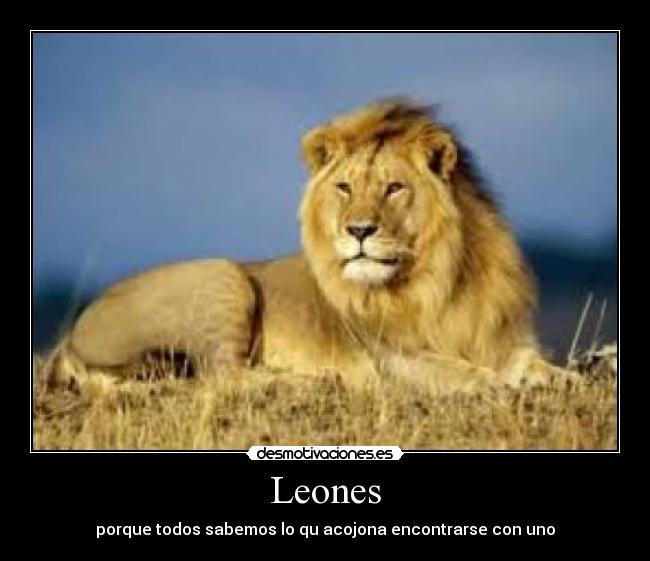 Leones - 