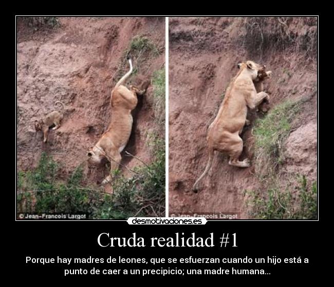 Cruda realidad #1 - Porque hay madres de leones, que se esfuerzan cuando un hijo está a
punto de caer a un precipicio; una madre humana...