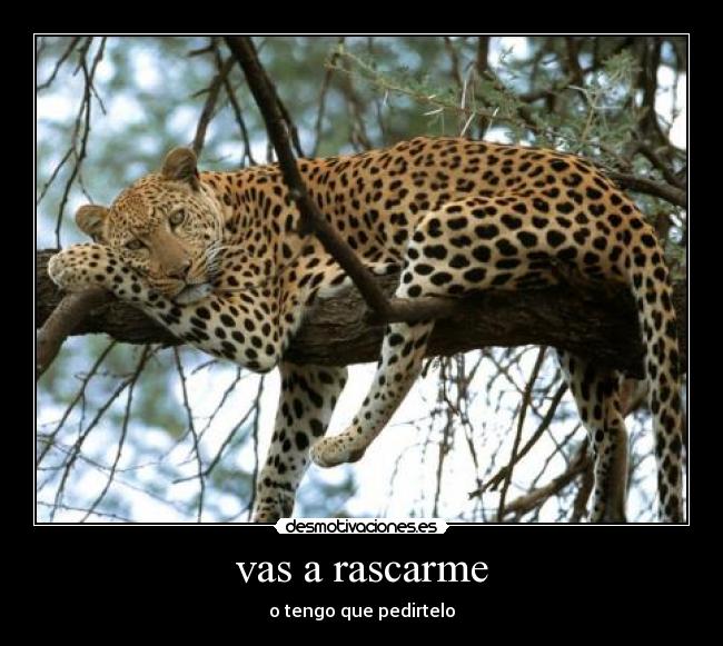 vas a rascarme -