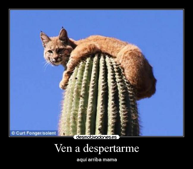 Ven a despertarme -