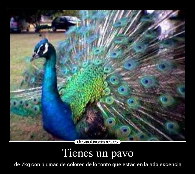 Tienes un pavo - 
