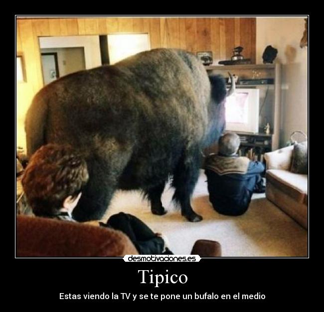Tipico - 