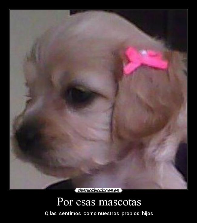 Por esas mascotas -