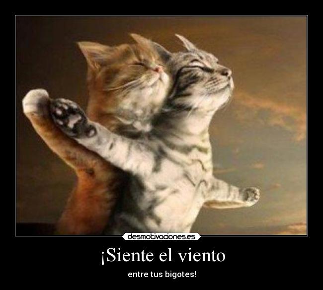 ¡Siente el viento - entre tus bigotes!