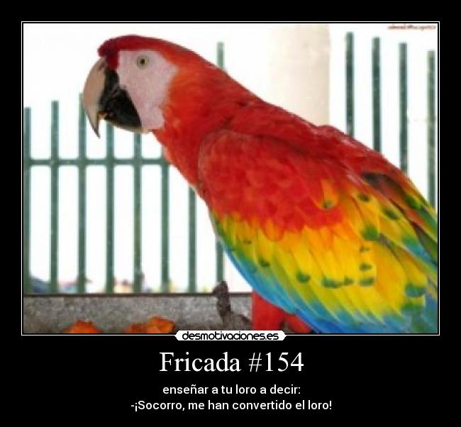 Fricada #154 - enseñar a tu loro a decir:
-¡Socorro, me han convertido el loro!