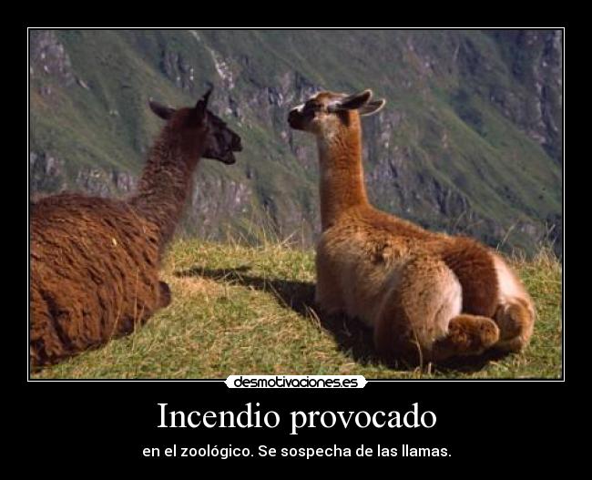 Incendio provocado - en el zoológico. Se sospecha de las llamas.