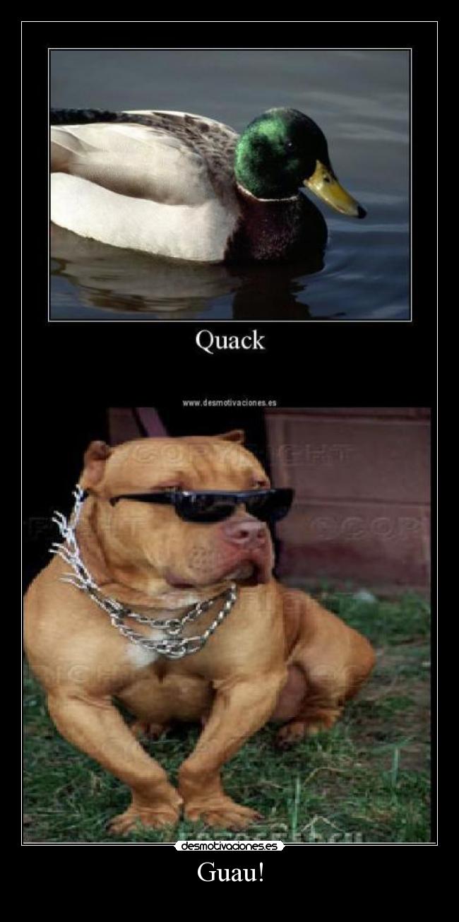Guau! - 