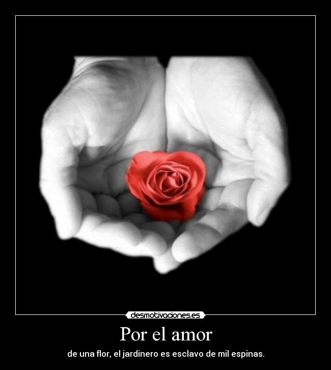 Por el amor - de una flor, el jardinero es esclavo de mil espinas.