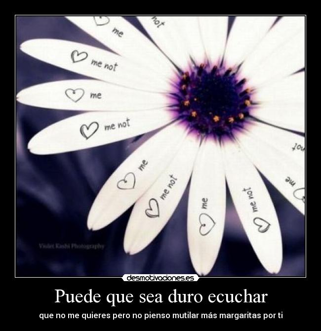 Puede que sea duro ecuchar - que no me quieres pero no pienso mutilar más margaritas por ti