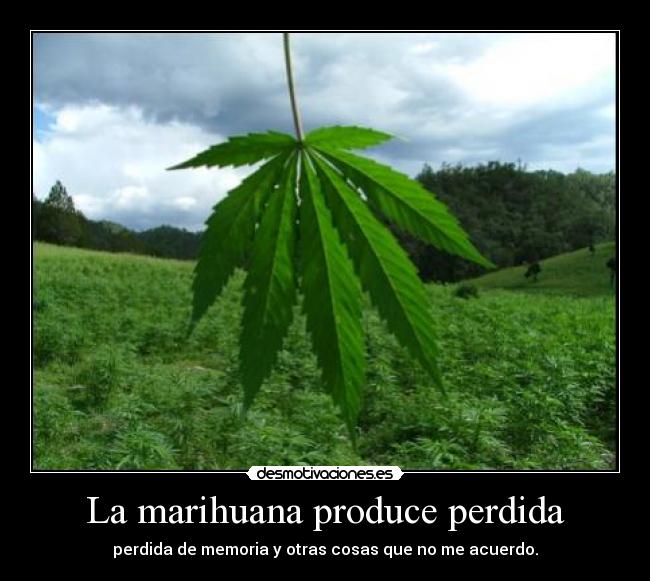 La marihuana produce perdida - perdida de memoria y otras cosas que no me acuerdo.