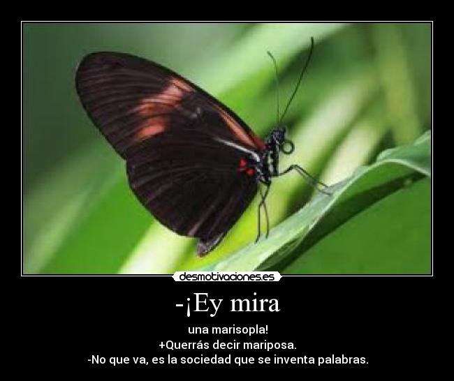 -¡Ey mira - una marisopla!
+Querrás decir mariposa.
-No que va, es la sociedad que se inventa palabras.