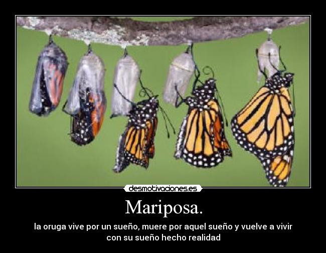 Mariposa. -
