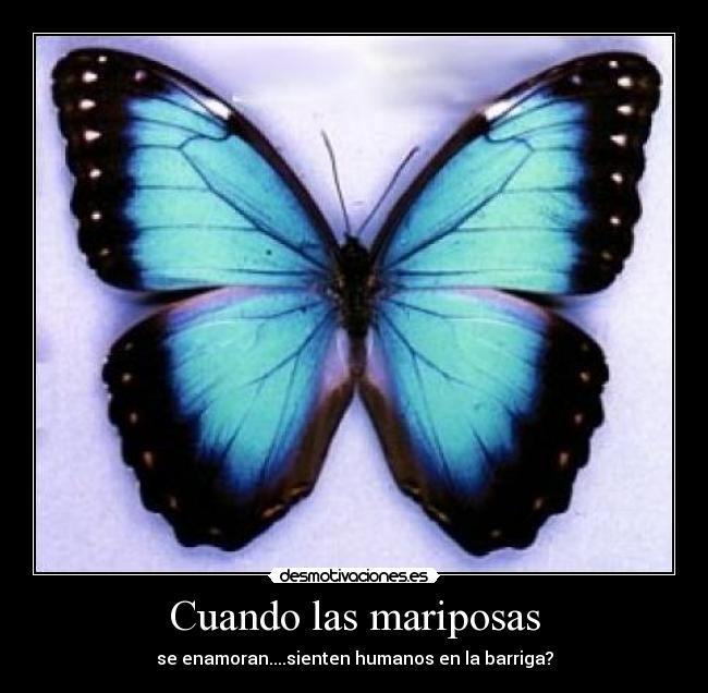 Cuando las mariposas - se enamoran....sienten humanos en la barriga?