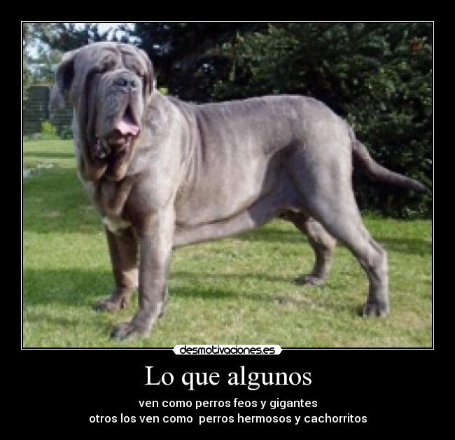 carteles mastin perro cachorros lindos desmotivaciones