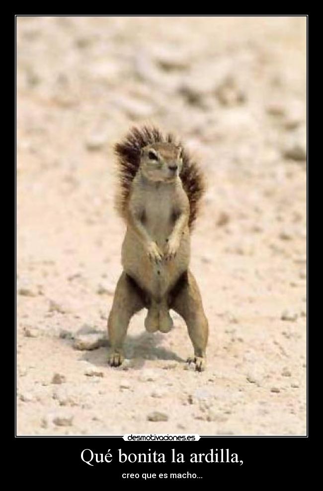Qué bonita la ardilla, -