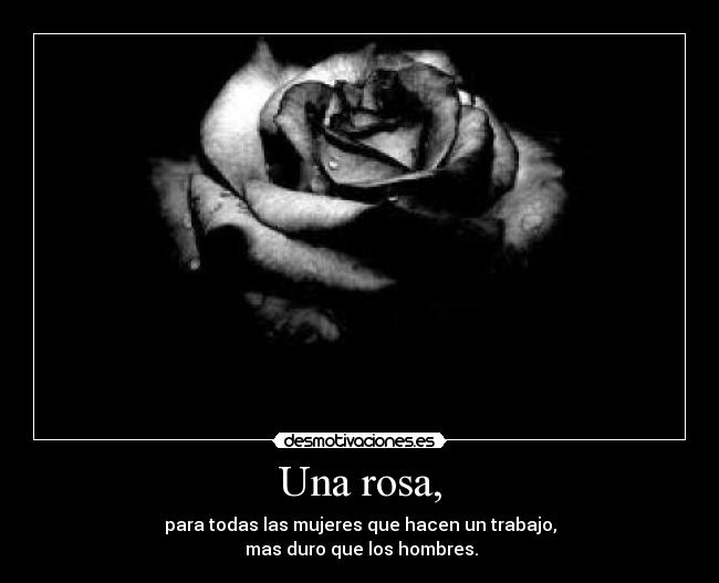 Una rosa, -
