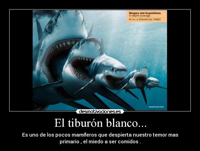 El tiburón blanco... -
