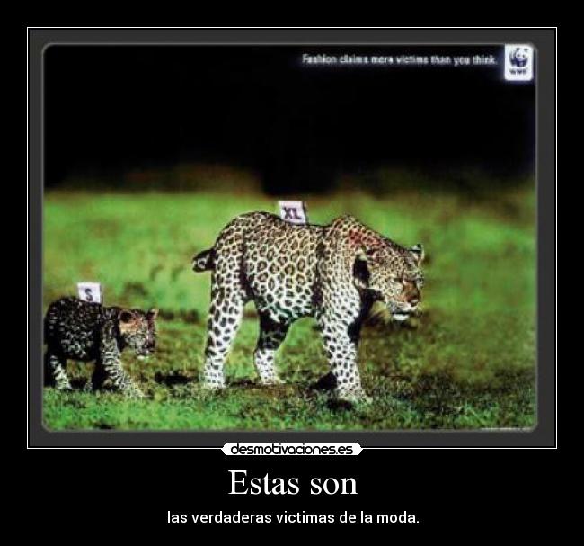 Estas son - las verdaderas victimas de la moda.