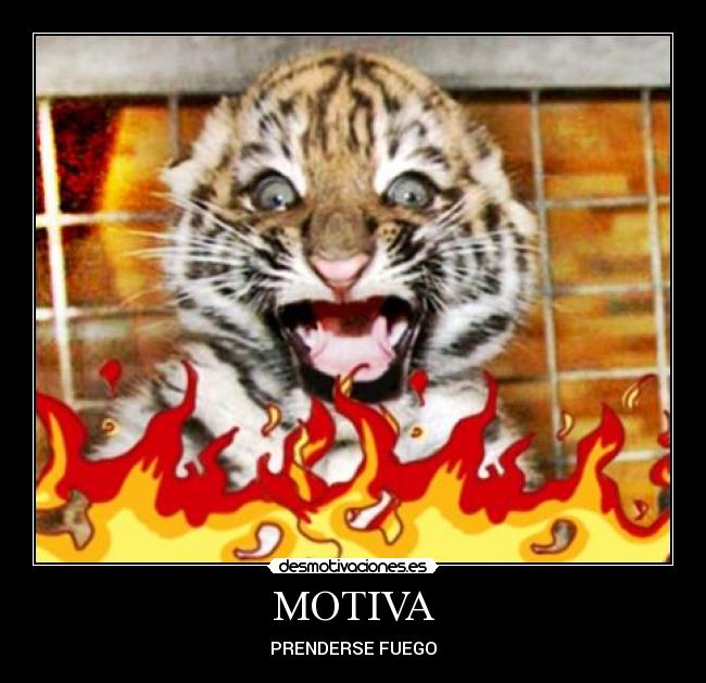 carteles tigretoneh desmotivaciones