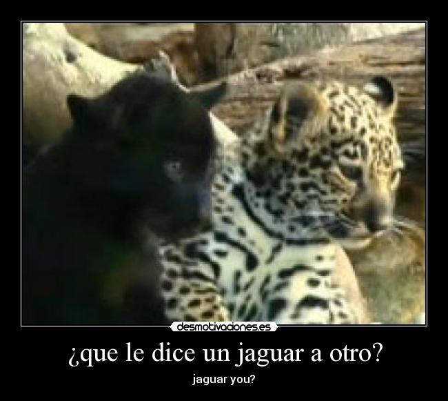 ¿que le dice un jaguar a otro? - jaguar you?