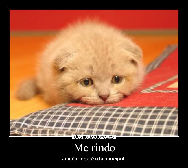 Me rindo - Jamás llegaré a la principal..