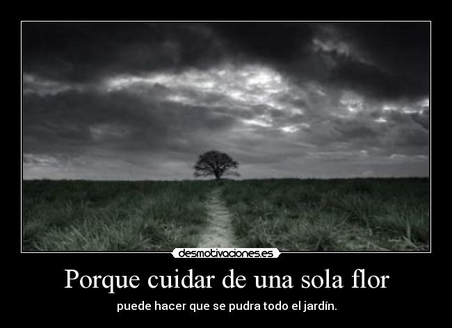 Porque cuidar de una sola flor - puede hacer que se pudra todo el jardín.