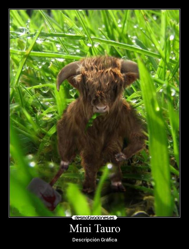 Mini Tauro - Descripción Gráfica