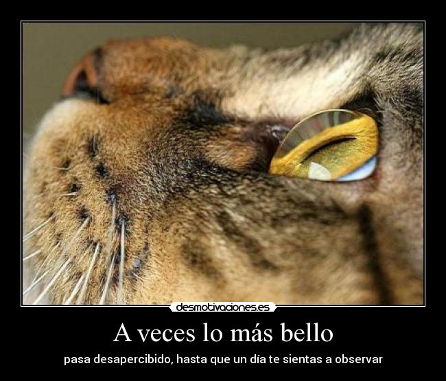 A veces lo más bello - pasa desapercibido, hasta que un día te sientas a observar