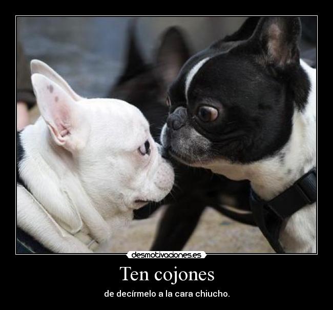 Ten cojones - de decírmelo a la cara chiucho.