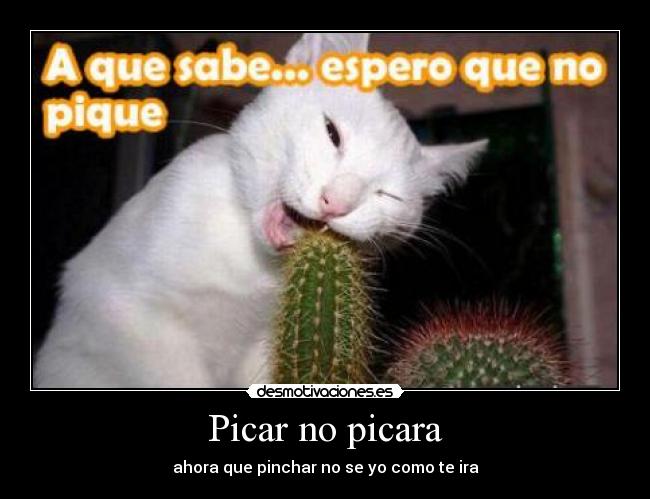 Picar no picara -