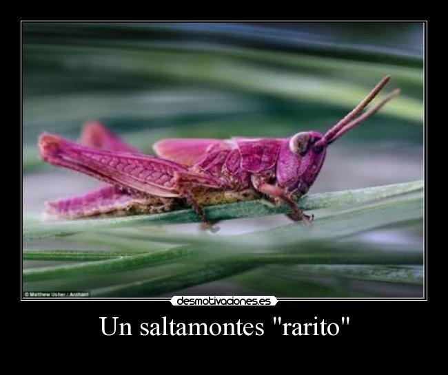 Un saltamontes rarito -