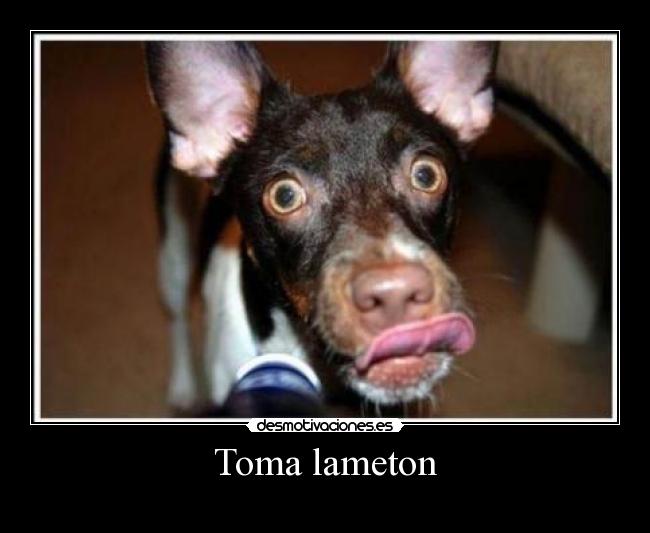 Toma lameton -
