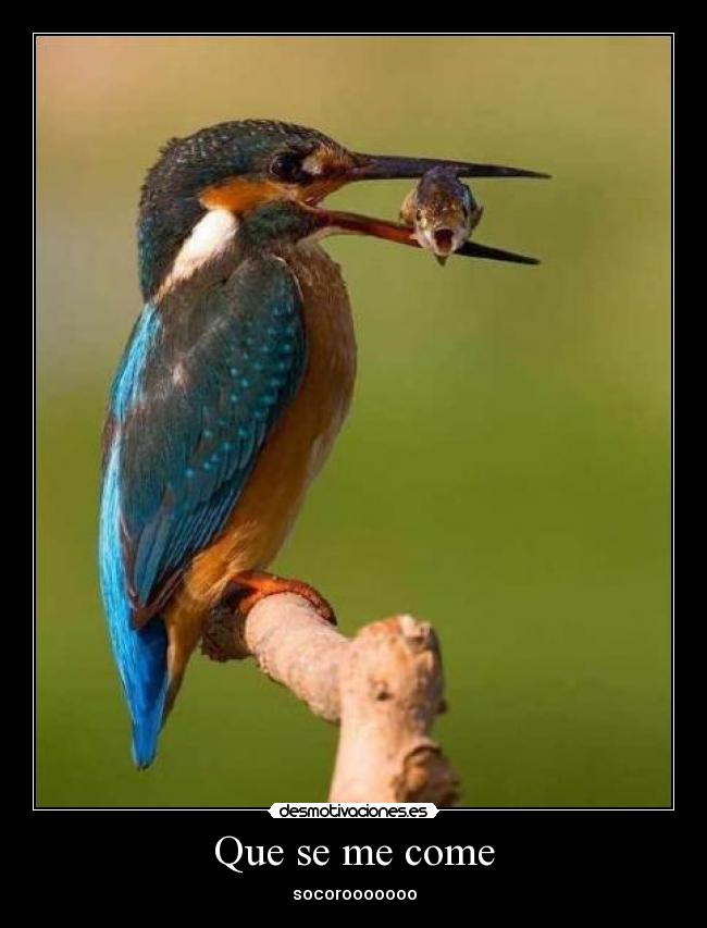 Que se me come -