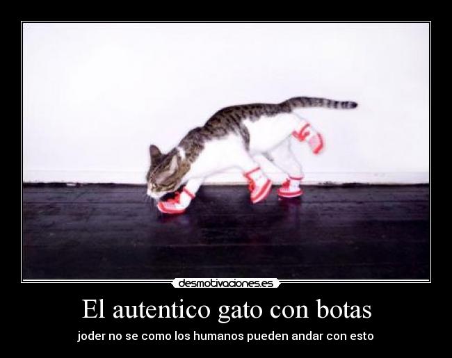 El autentico gato con botas - joder no se como los humanos pueden andar con esto