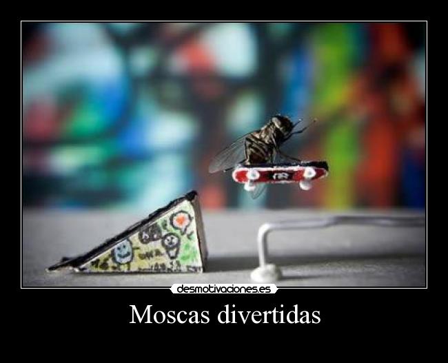 Moscas divertidas -
