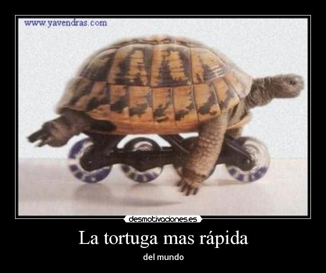 La tortuga mas rápida - del mundo