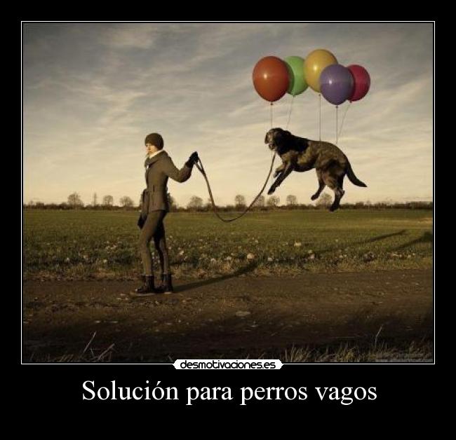 Solución para perros vagos - 