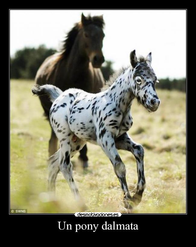 Un pony dalmata -