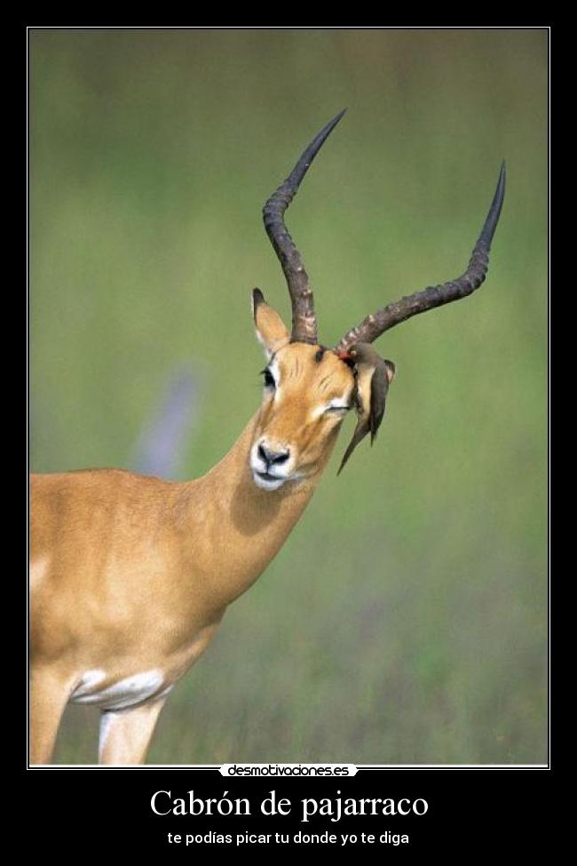 Cabrón de pajarraco - te podías picar tu donde yo te diga