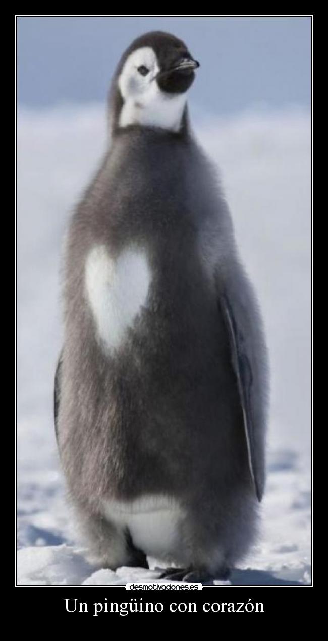 Un pingüino con corazón -