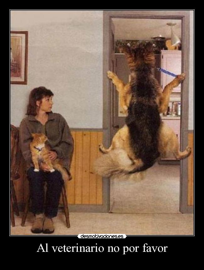 Al veterinario no por favor -