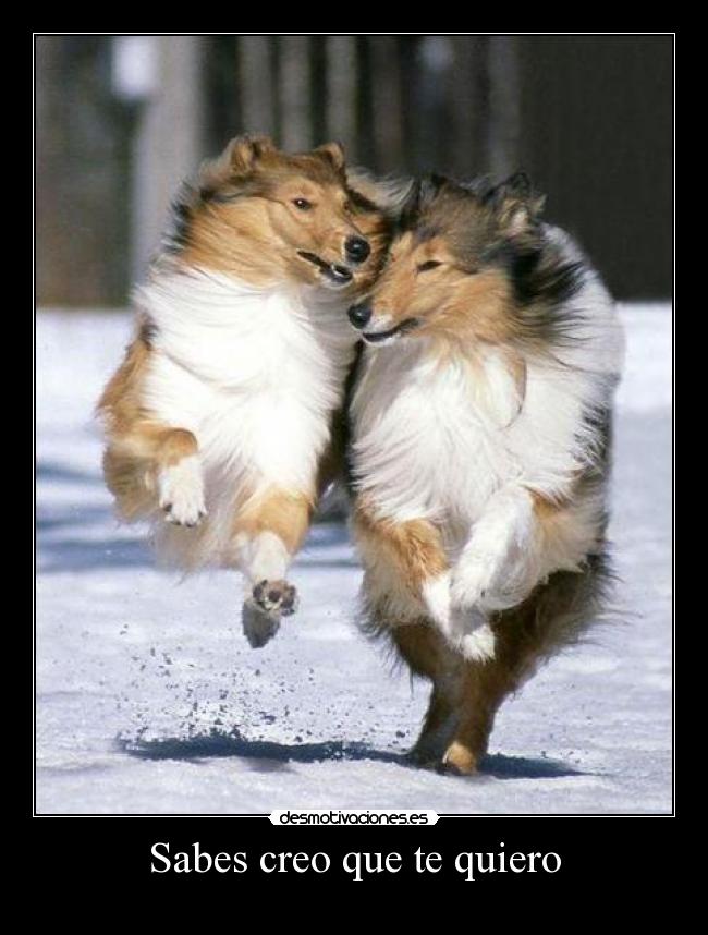 Sabes creo que te quiero -