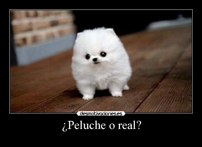 ¿Peluche o real? -