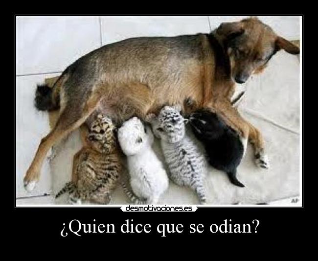 ¿Quien dice que se odian? -